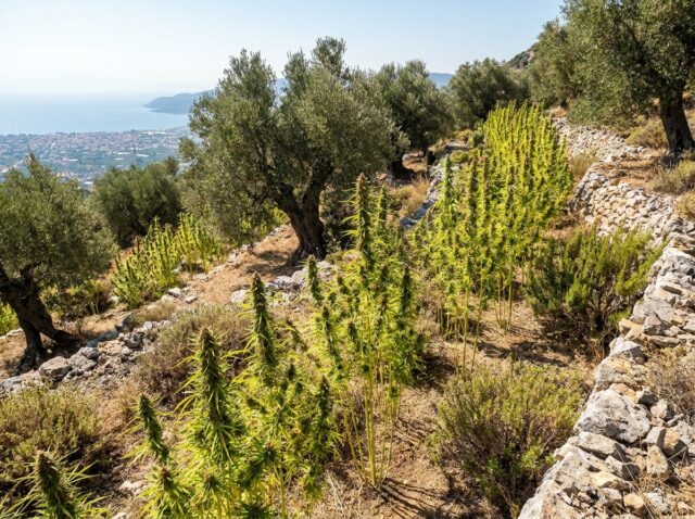 Kalamata Red Sativa Heirloom Landscape Mount Taygetos