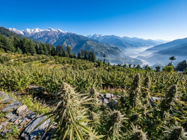 Cannabis sativa Kashmiri Landrace Alpine Banner