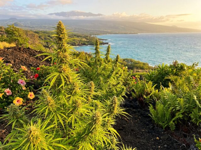 Cannabis sativa L. Kona Gold Hawaiian Sativa Banner