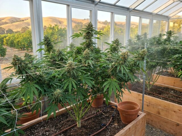 Larry OG Botanical Canopy Banner