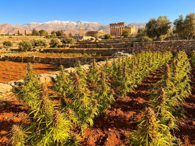 Lebanese Red & Blonde Landrace Bekaa Valley Landrace