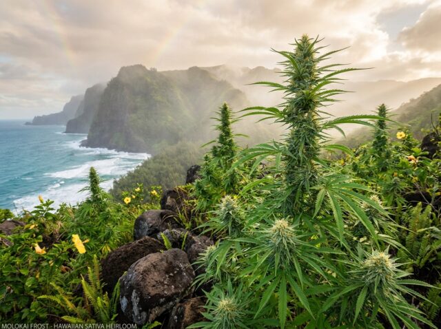 Molokai Frost Hawaiian Sativa Heirloom Cannabis Strain