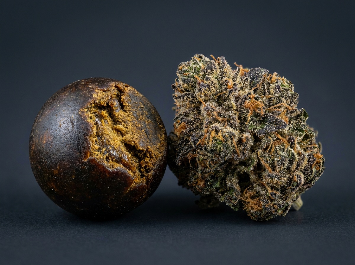 Macro Photography of Hand-Rolled Glossy Nepalese Temple Ball Charas and Resinous Glandular Trichomes
