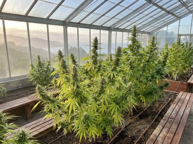 Original Haze cannabis sativa greenhouse canopy Santa Cruz California