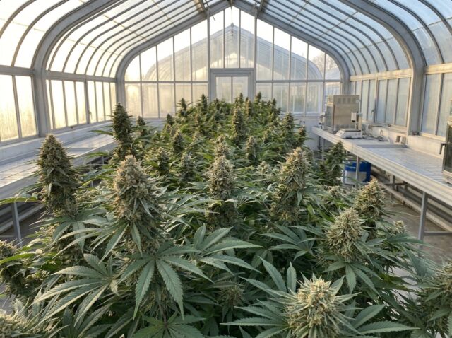 Remedy Cannabis Strain Mature Canopy