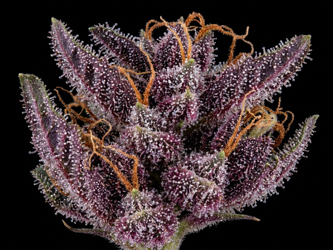 Cannabis Sativa Shaman Cured Purple Calyx Cluster Macro