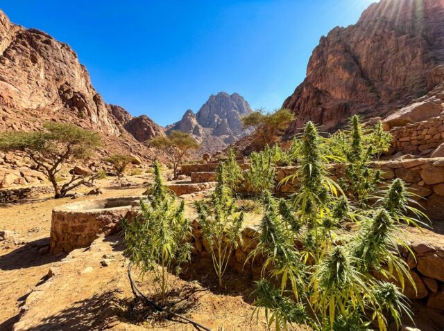 Sinai Bedouin Landrace Egyptian Desert Landrace