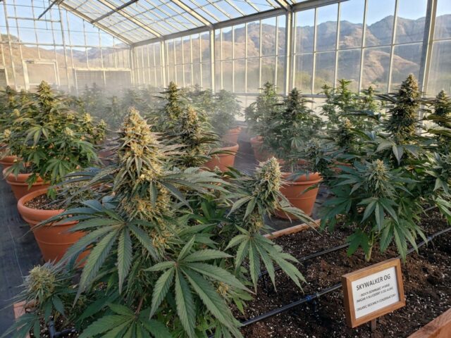 Skywalker OG Indica Dominant Hybrid Canopy