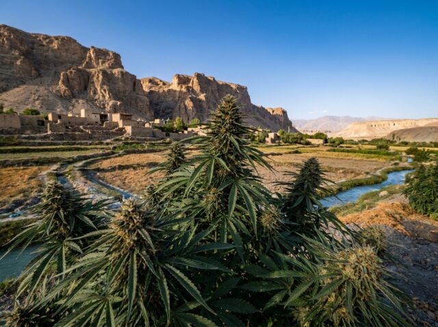 Cannabis indica Tashkurgan Banner
