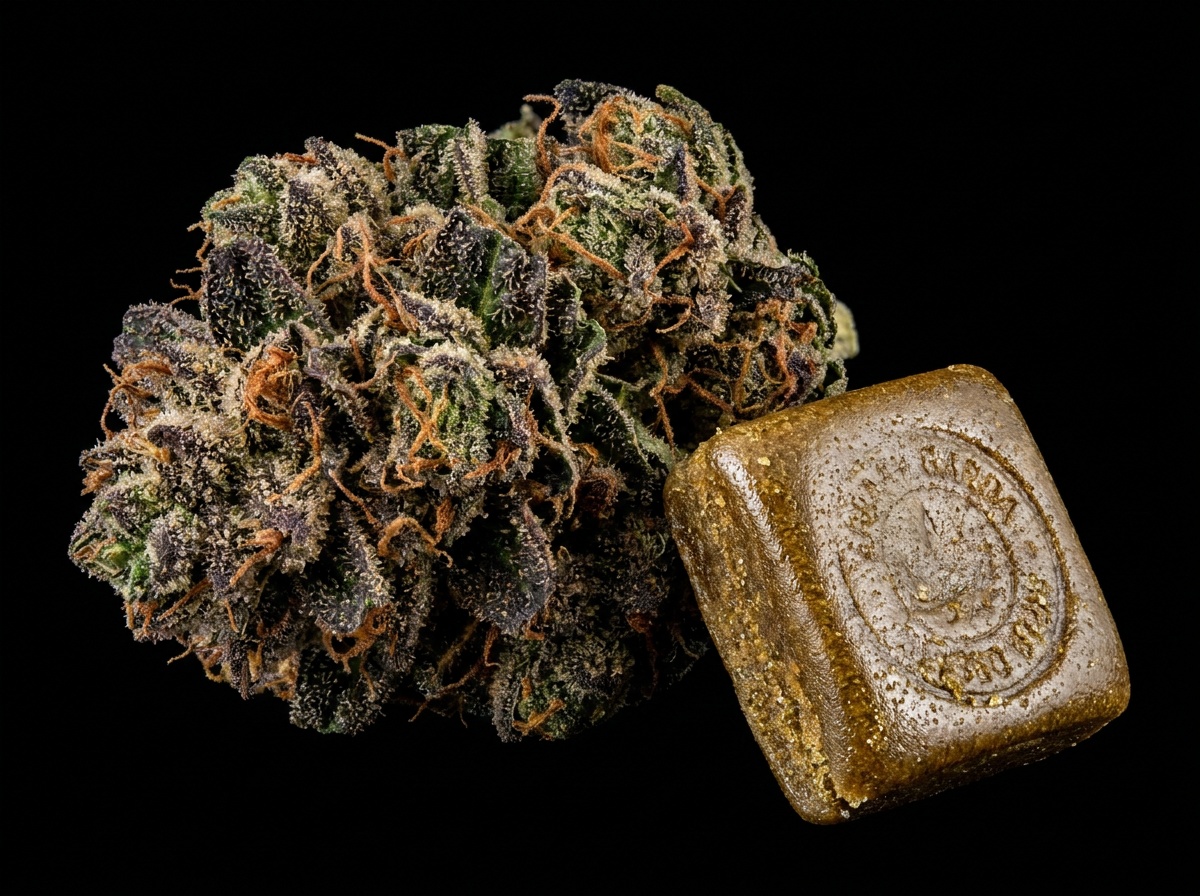 Cannabis indica Tashkurgan Macro