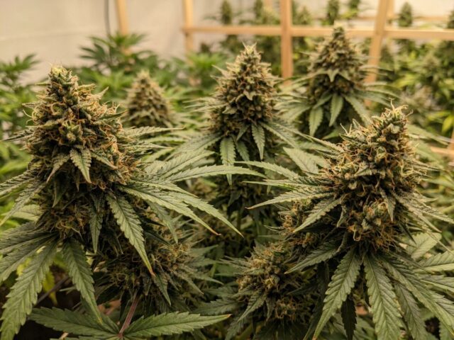 Tatanka Pure CBD Medical Cannabis Cultivar Mature Flowering Canopy