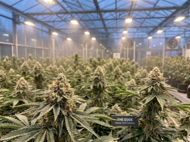 The Edge Cannabis Canopy Banner