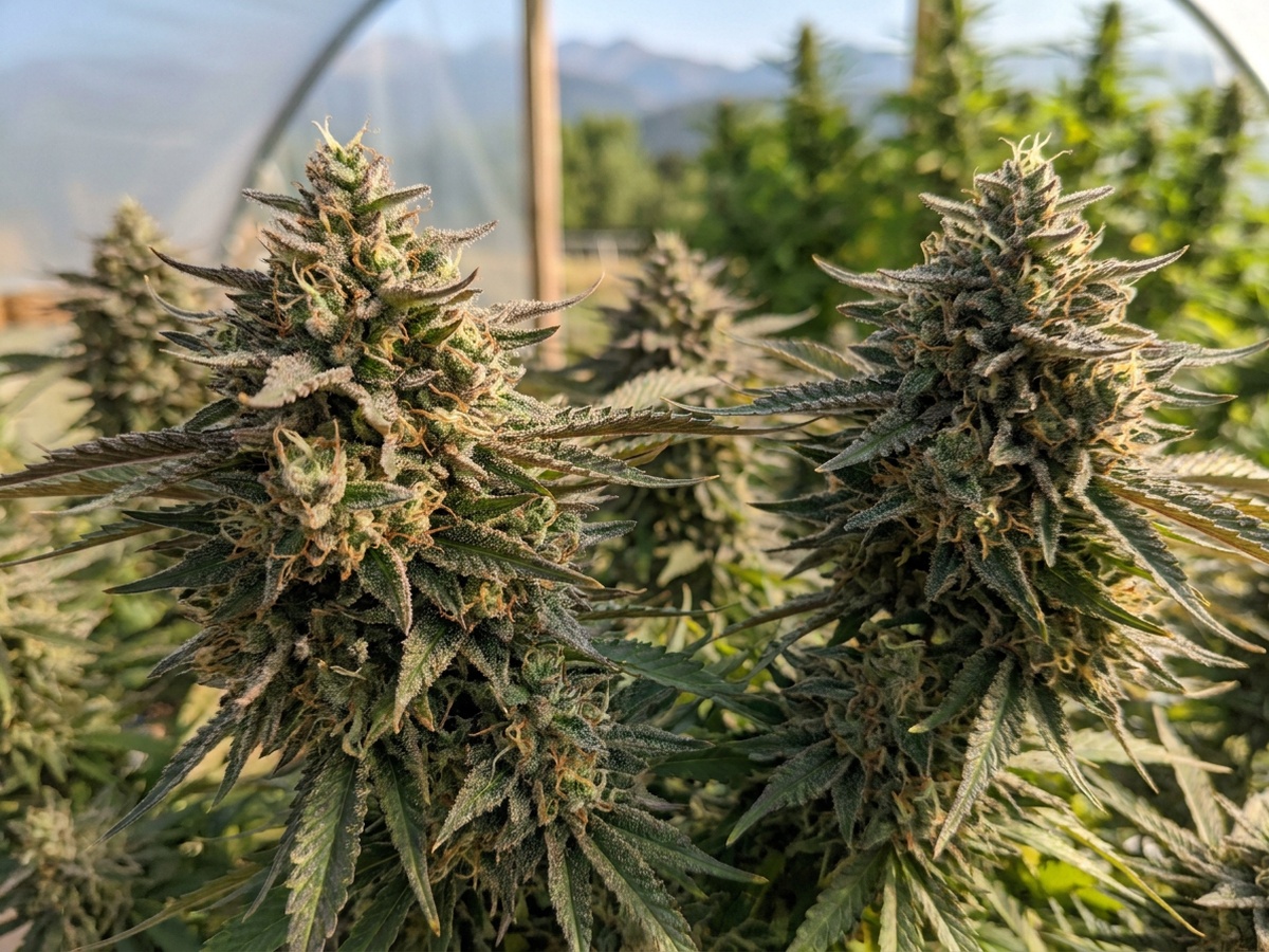 The Wife Cannabis Strain Canopy