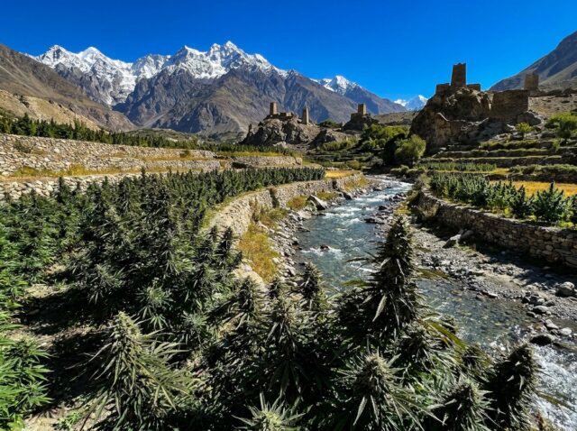 Tirah Valley Landrace Khyber Agency Landrace