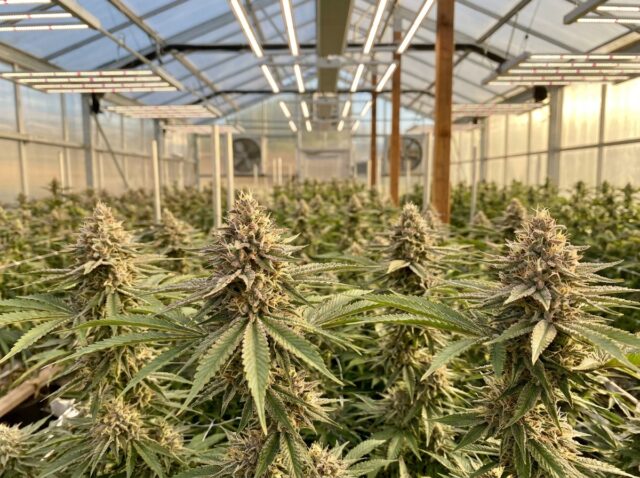Valentine X Medical Cannabis Canopy