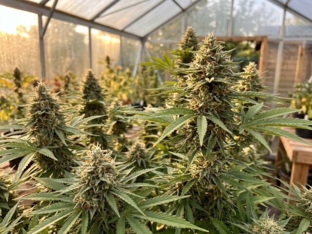 Z7 medical CBD cannabis strain mature flowering canopy showing tapering spear-shaped colas encrusted with frosty trichomes and copper pistils